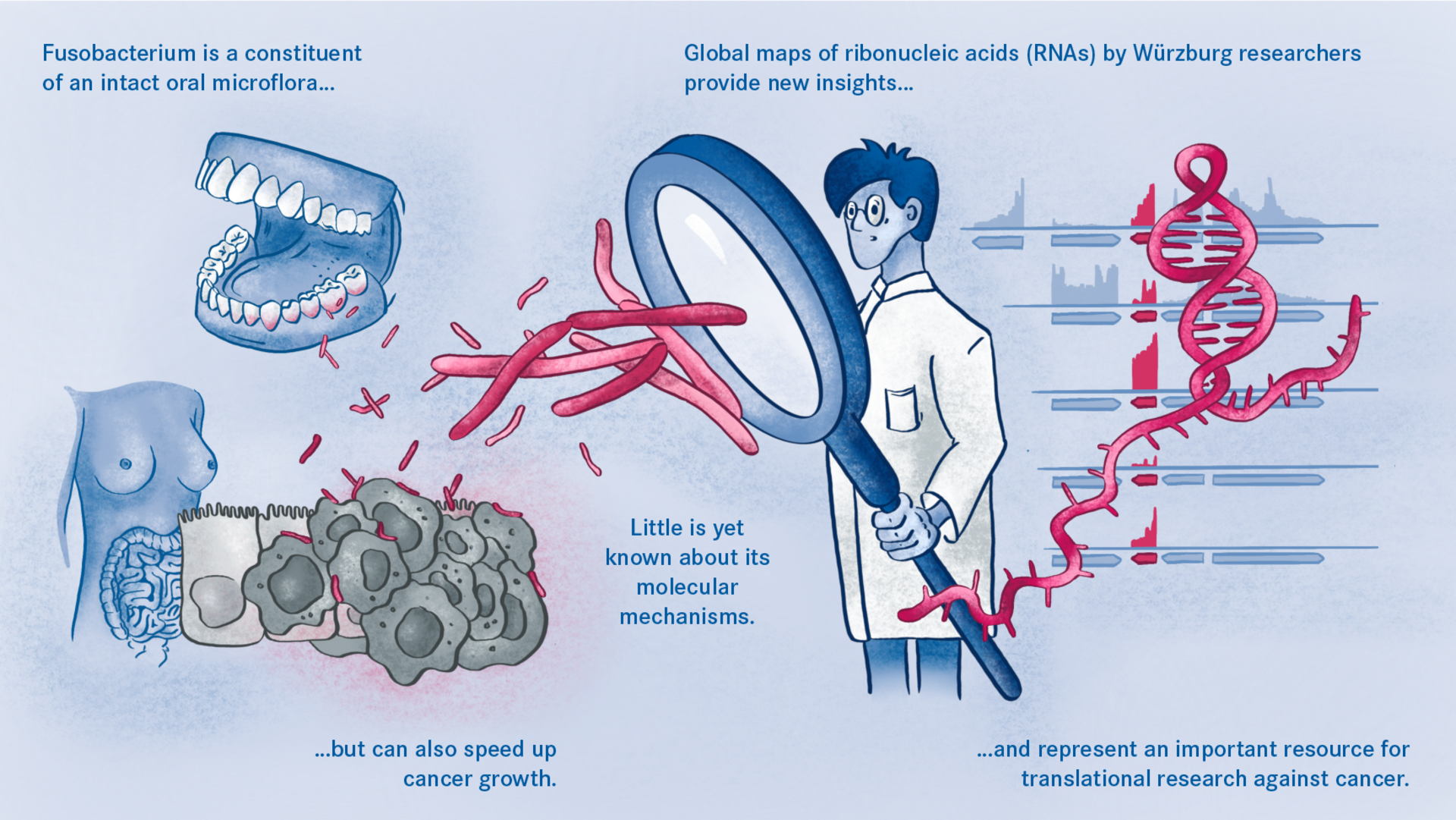 Diagram Diagram of the Fusobacterium in the human body